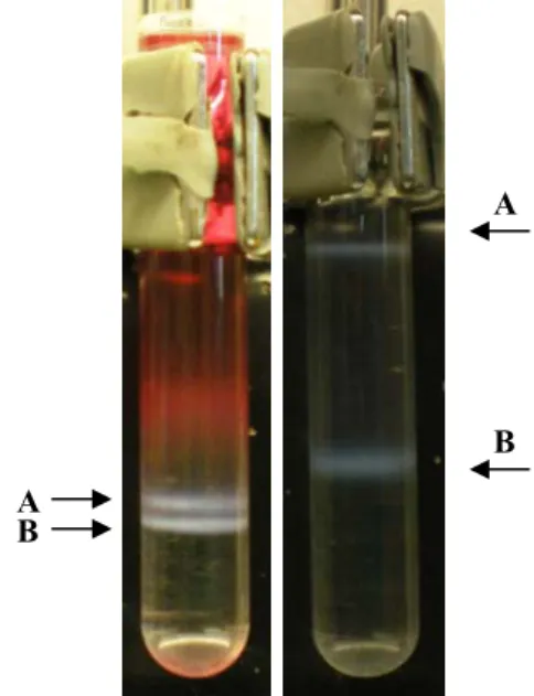 Fig. 2: Bandas após centrifugação. A  banda A corresponde a cápsides  vazias/vírus mal formados e B aos  vírus completos