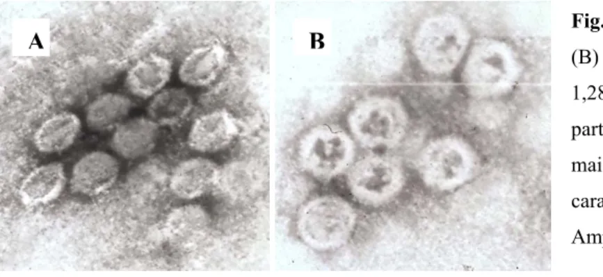 Fig. 3: Vírus completos (A) e cápsides vazias  (B) recolhidos da banda de 1,313 g/cm 3  e  1,288 g/cm 3 , respectivamente, e obtidos a  partir de células DK E1