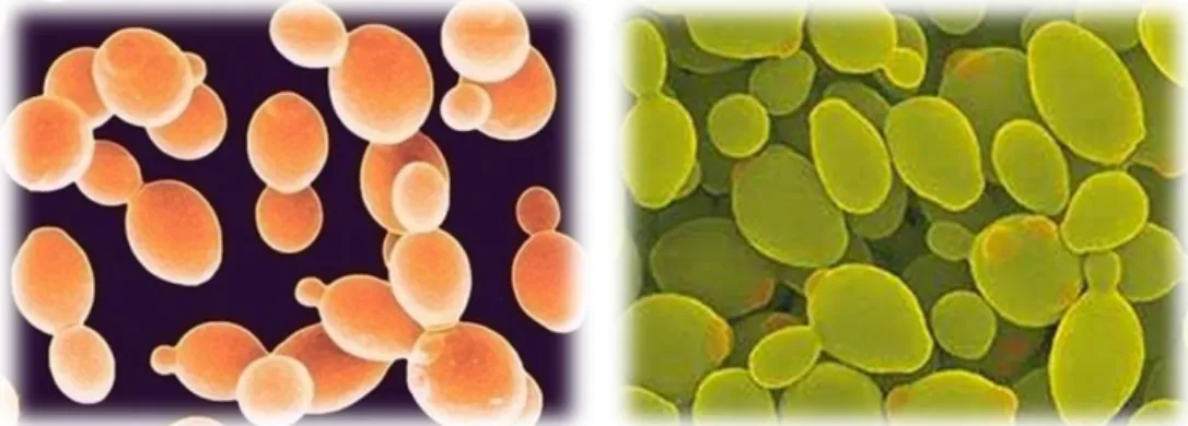 Figura 1 – Leveduras Saccharomyces cerevisiae (http://www.scientistlive.com) e Pichia pastoris (http://www.diark.org)