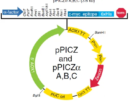 Figura 7 - Representação esquemática do plasmídeo pPICZαA utilizado neste trabalho. 5’AOX1 – promotor, α-factor – sinal de  secreção, c-myc – epítopo, 6xHis – cauda hexahistidinas, AOX1 TT – terminador da transcrição, Zeocin – resistência à zeocina,  pUC o