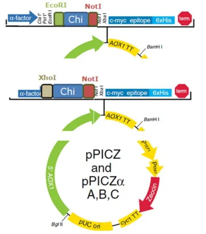 Figura 10 – Ligações realizadas com o plasmídeo pPICZαA para as várias construções: EcoRI+NotI ou XhoI+NotI.