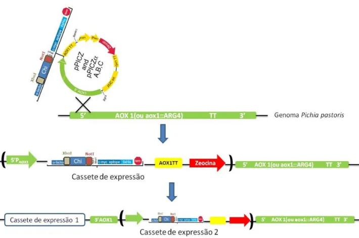 Figura 11 – Exemplo de uma transfecção efectuada com a sequência que codifica para uma isoforma de quitinase, com o sinal de secreção nativo, inserida  no vector pPICZαA