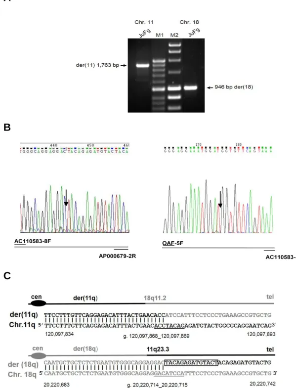 Figure  1.1  Amplification  and  DNA  sequence  of  the  der  (11)  and  der  (18)  junction  fragments