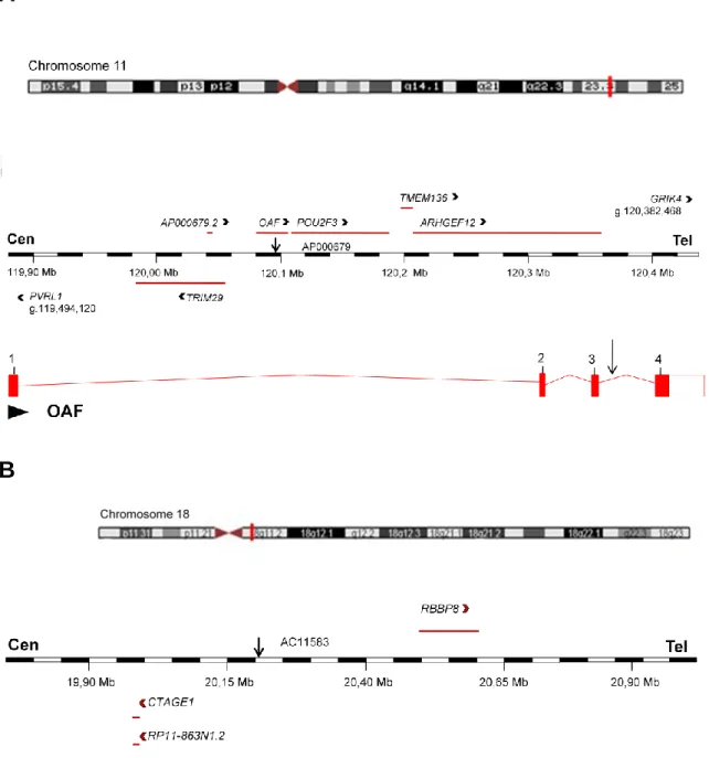 Figure 1.2 Overview of the two breakpoint regions. The affected chromosome regions are highlighted  by red vertical lines whereas arrows indicate the position of breakpoints