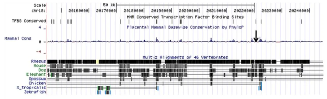 Figure 1.3 Genomic organization of evolutionary conserved non-coding element sequences across  chromosome  18q11.2  breakpoint  region