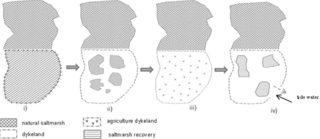 Table 3 lists the 15 locations where ﬂ oristic surveys were con- con-ducted and indicates the dominant saltmarsh sub-type (or stage of transformation) present in each area