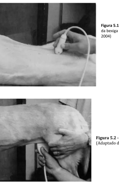 Figura 5.1 - Decúbito dorsal para avaliação  da bexiga (Adaptado de Mattoon et al.,  2004) 