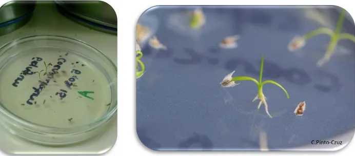 Fig. 12 e 13 –  Germinação de sementes de Eryngium corniculatum 