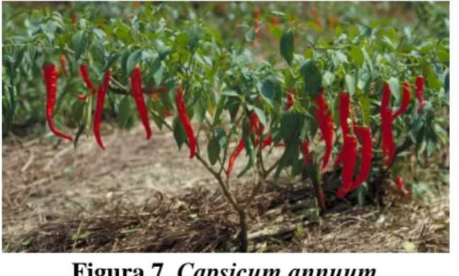 Figura 7. Capsicum annuum 