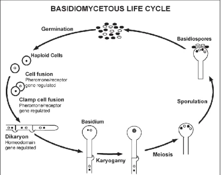 Figure  1.2:  General  representation  of  the  life  cycle  of  fungi  belonging  to  the  phylum  Basidiomycota