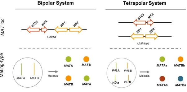 Figure 1.4: General representation of the bipolar and tetrapolar breeding systems governing  the heterothallic sexual behaviour in the phylum Basidiomycota