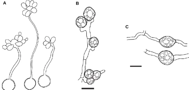 Figure  1.9:  Development  of  sexual  structures  during  the  life  cycle  of  species  of  the  Cystofilobasidium  genus