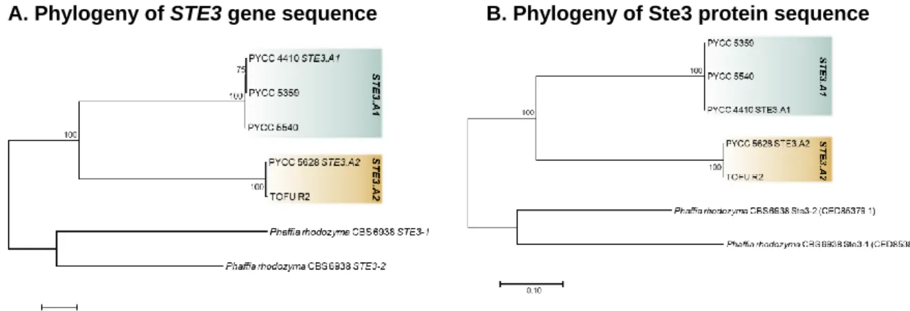 Figure 3.5: Phylogenies of the STE3 gene (A) and of the pheromone receptor Ste3 protein (B)  for  the  C