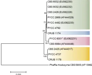 Figure 3.7: Phylogeny of the ITS region of the rDNA for the C. macerans strains under study
