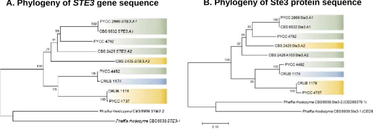 Figure 3.8: Phylogenies of the STE3 gene (A) and of the pheromone receptor Ste3 protein (B)  for  the  C
