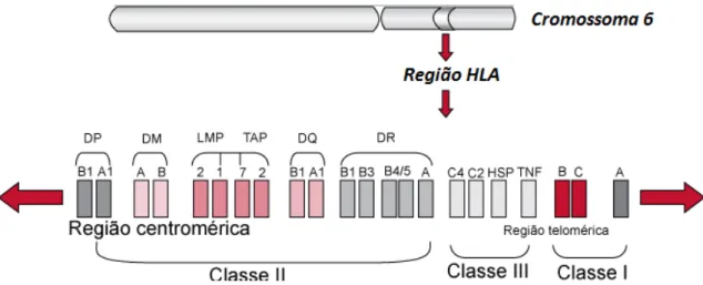 Fig. 6 – Estrutura génica do MHC humano, identificando os genes HLA de Classe I (HLA-A, B e  C), de Classe II (HLA-DR, DQ e DP) e os de Classe III