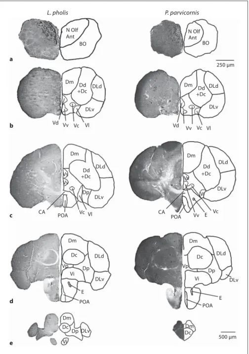 Fig. 3.   Cross sections of the telencephalon  and olfactory bulb from   P. parvicornis   (right) and   L