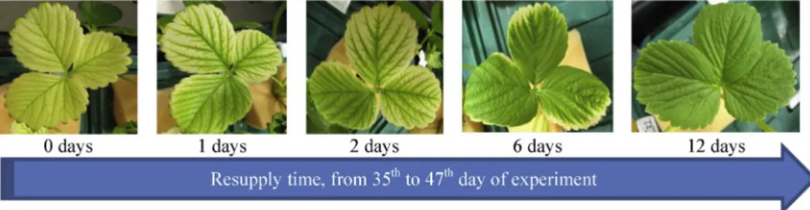 Fig. 3. Effect of treatments on biomass partition (in dry weight, g) after 15, 35 and 47 days