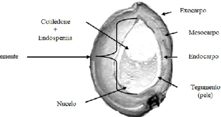 Figura 1.3. Estrutura anatómica da amêndoa. Adaptado de Martínez-Gómez et al. (2008).