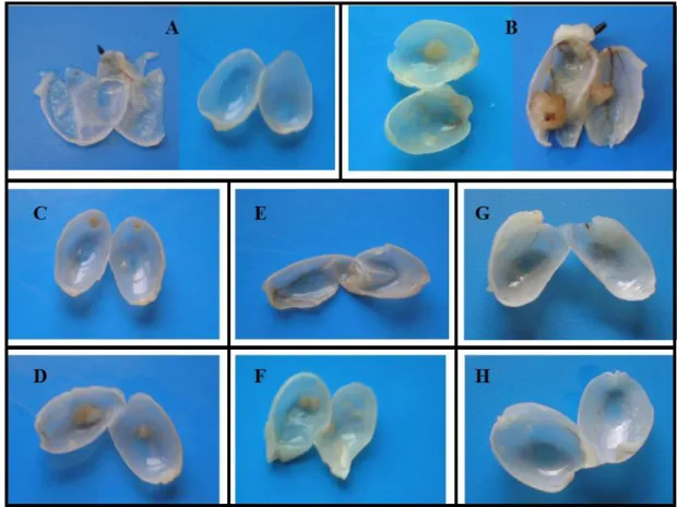 Figure 2. Macroscopic evaluation of the bladders, at the end of the 20 week-protocol:  