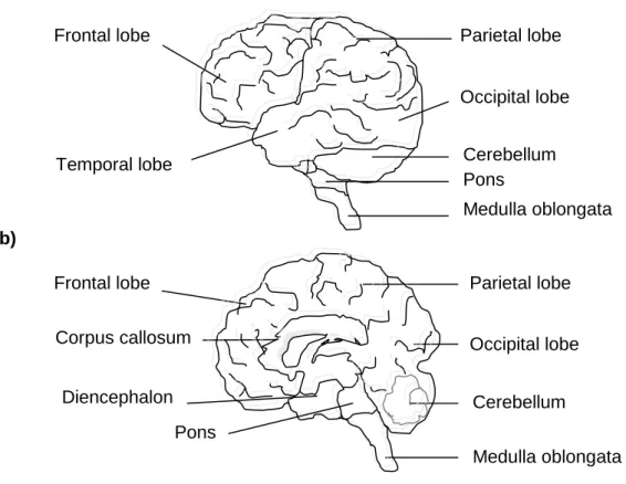 Fig.  I.3  – Human  brain  diagram:  lateral  view  (a)  and  midsagittal  view  (b).  In  the  lateral  view  it  can be visualized the four lobes of the brain, with cerebellum and corpus callosum visualized in the  midsagittal view