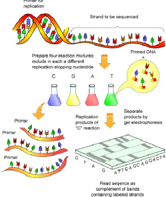Figure 2.2: Representation of the Sanger's method to sequence DNA. 