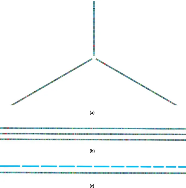 Figure 3.3: The two visual representations developed. (a) Part of the Hive Plot visual representation with  3 annotated Streptococcus pneumoniae genomes