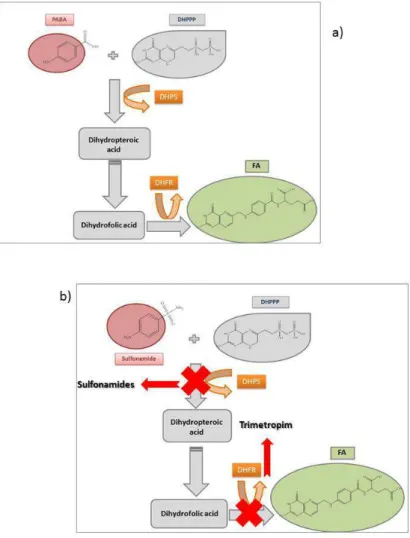 Figure 2.14: Synthesis of FA: a) normal pathway for FA synthesis from PABA; b) sulfonamides action on FA  synthesis  by  dihydropteroate  synthetase  (DHPS)  inhibition  and  trimetropim  action  on  dihydrofolate  reductase  (DHFR)  inhibition