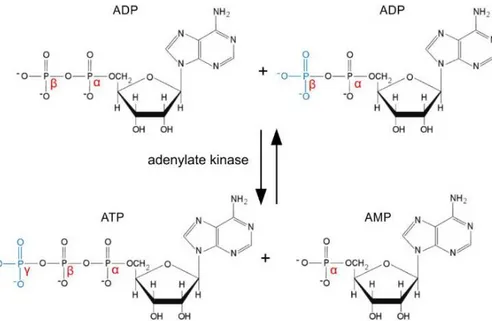 Figure 1.9 – Reaction mechanism of the major role of adenylate kinase inside the  cell
