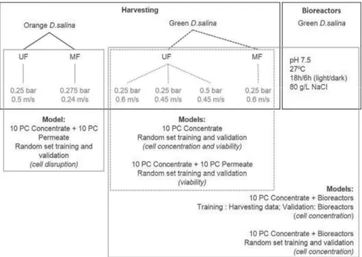Figure II.1 Black boxes show the processes and conditions performed with D. salina, for both “orange” 