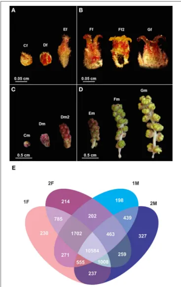 FIGURE 2 | Quercus suber female and male flowers in different developmental stages used in the RNA-seq and a description of the unique and differentially expressed gene between libraries
