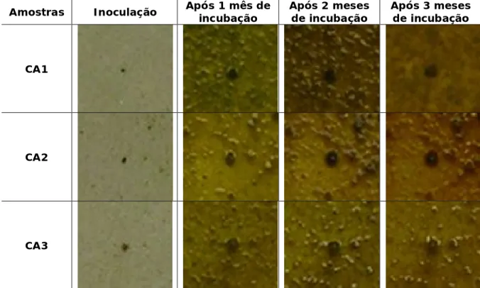 Tabela 6 - Fotografias da superfície com o biofilme no calcário Ançã ao longo de 3 meses