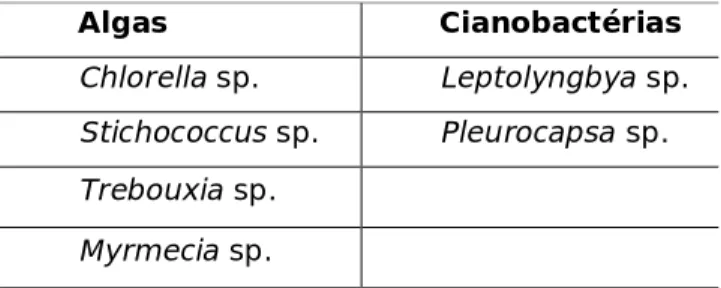 Tabela  1  –  Espécies  fotossintéticas  identificadas  por  biologia  molecular  presentes  no  biofilme coligido no Mosteiro de Santa-Clara-a-Velha