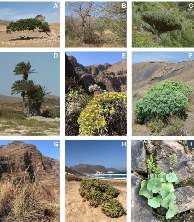 Figure 2. Representative species of some of the main  plant  communities  in  Cabo  Verde