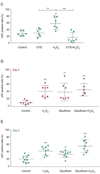 Figure 2. Monocyte-derived cells cultured in the presence of hydrogen peroxide (H 2 O 2 ) increase the expression of endothelial cell (EC) markers that is abolished by the presence of cysteine (Cys)