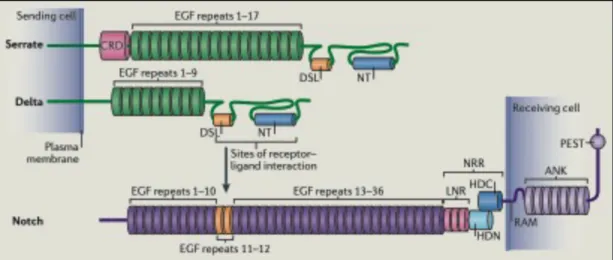 Figure 1 - Mechanistic features of Notch signaling. In (Sarah J. Bray, 2016). 