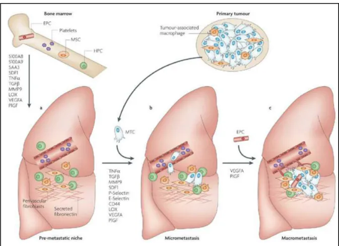 Figure 4 - A model of the evolution of a metastatic niche. In (Psaila &amp; Lyden, 2009)