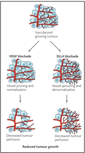 Figure 6 - Comparison of VEGF versus DLL4-Notch inhibition in tumor angiogenesis. 