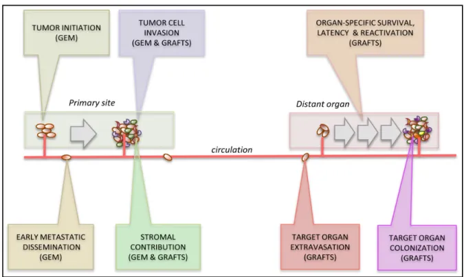 Figure 9 - Contribution of different mouse models to the various steps of metastatic  dissemination