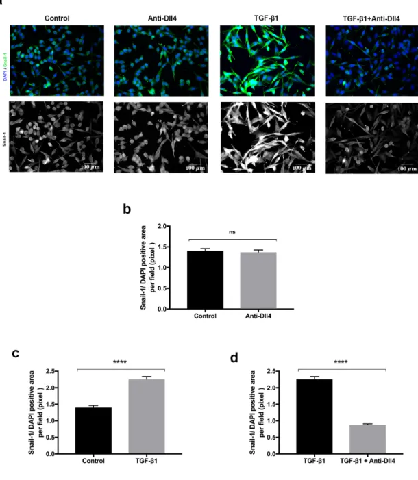 Figure I-2 - LLC cells TGF-β1 induced marked with Snail-1 after anti-Dll4 antibody  treatment