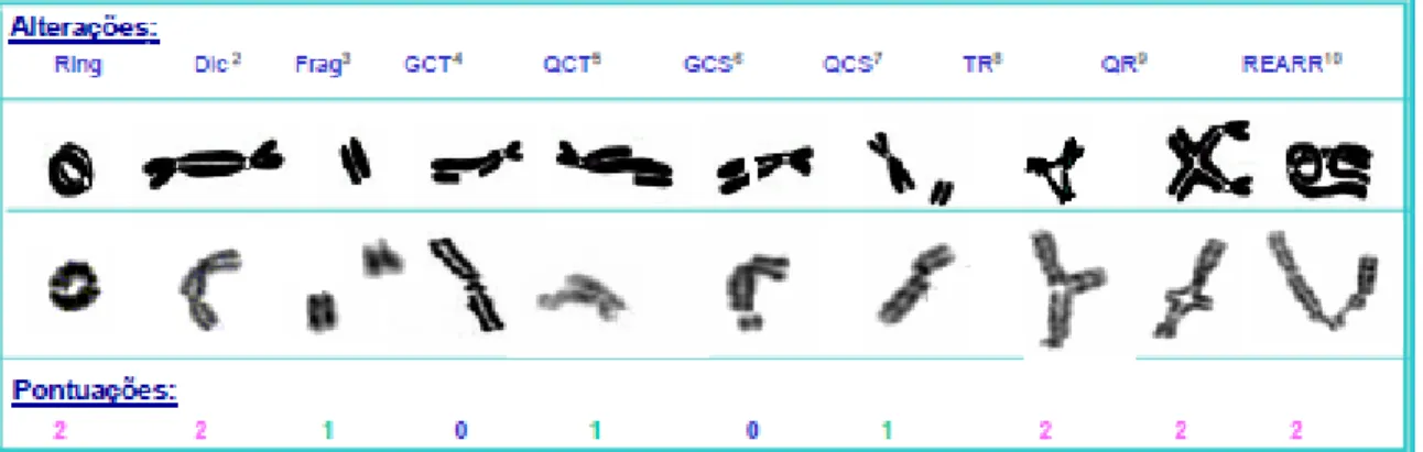 Figura 3. Alterações cromossómicas observadas na Anemia de Fanconi 