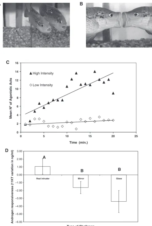 Fig. 4 Mirror-elicited aggression in Mozambique tilapia: (A) males displaying toward own image on a mirror; (B) mouthfighting with mirror-image; (C) variation in low-intensity acts (i.e., displays) and high-intensity acts (i.e., overt aggression) toward th