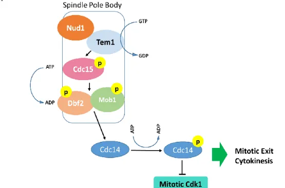 Figure 3 - The Mitotic Exit Network.  Schematic representation of the signaling cascade of  MEN  as  described  in  the  budding  yeast