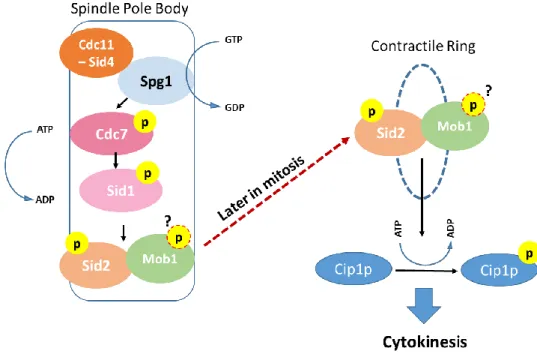 Figure  4  -  The  Septation  Initiation  Network  –  schematic  representation  of  the  S