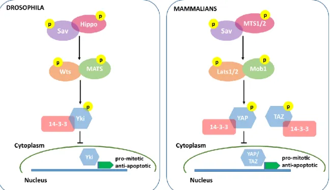 Figure 5 - The Hippo pathway in  D. melanogaster and Mammals. A schematic representation  of  the  core  molecules  involved  in  Hippo  signaling  both  in  D