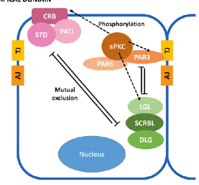 Figure  6  -  The  main  protein  complexes  involved  in epithelial  polarity  establishment
