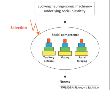 Figure 1. Social competence is hypothesised to be an ability underlying all social behaviour that is contingent on social information and thus to affect behaviour in many or all social contexts