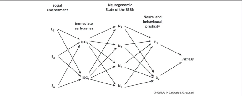 Figure 2. Path diagram showing the proposed relationship between the social environment (E1–En), immediate early genes (IEG1 and IEG2), neurogenomic states of relevant neural circuits (N1–Nk), that will determine the neural and behavioural plasticity that 
