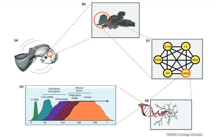 Figure I. Neural and molecular mechanisms of social competence: animals adjust the expression of their social behaviour according to previous social interactions and social context (a); social information will be encoded in a distributed brain social behav