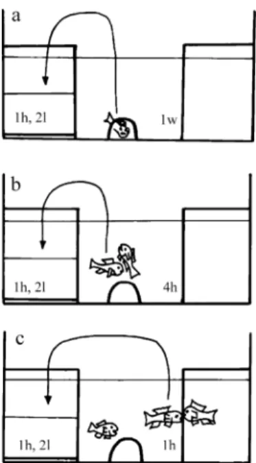 Figure 1. Sketch of the experimental set-up of the simulated partner and territory intruder experiments